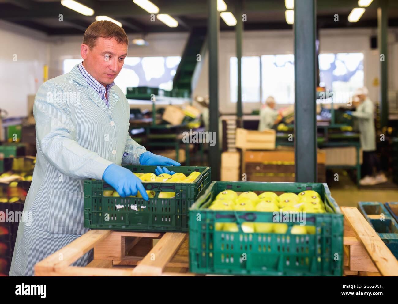 Man arranges boxes with apples after packaging at apples factory Stock Photo