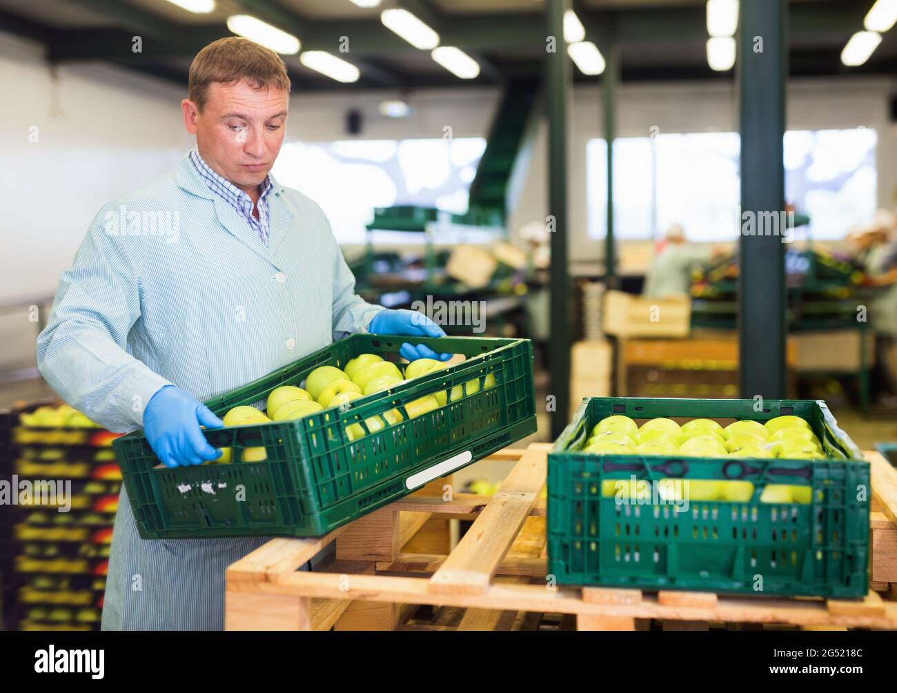 Man arranges boxes with apples after packaging at apples factory Stock Photo