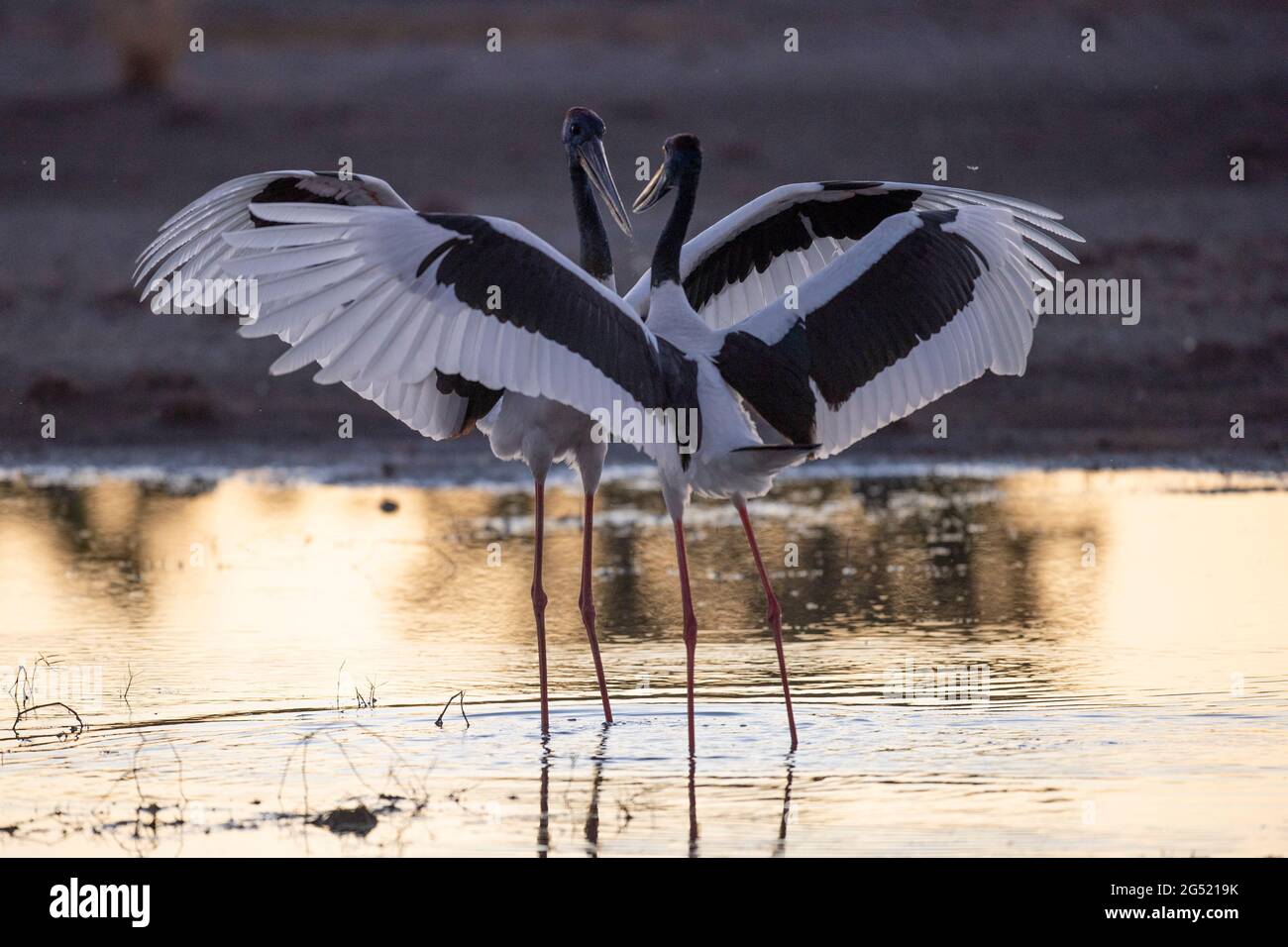 Jabiru storks courting with wings spread wide in far northern Australia. Stock Photo