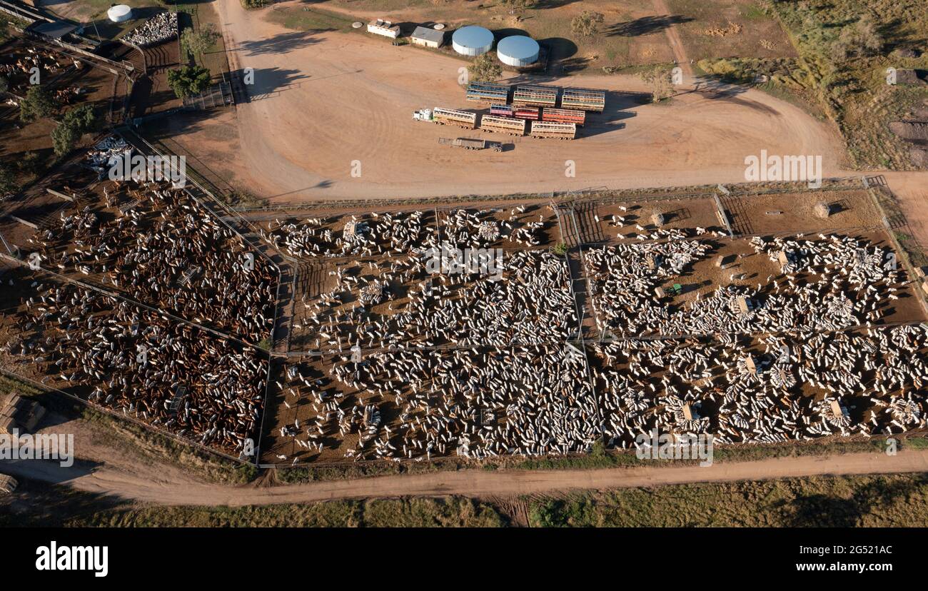 Cattle sale yards at Charters Towers, Queensland , Australia Stock