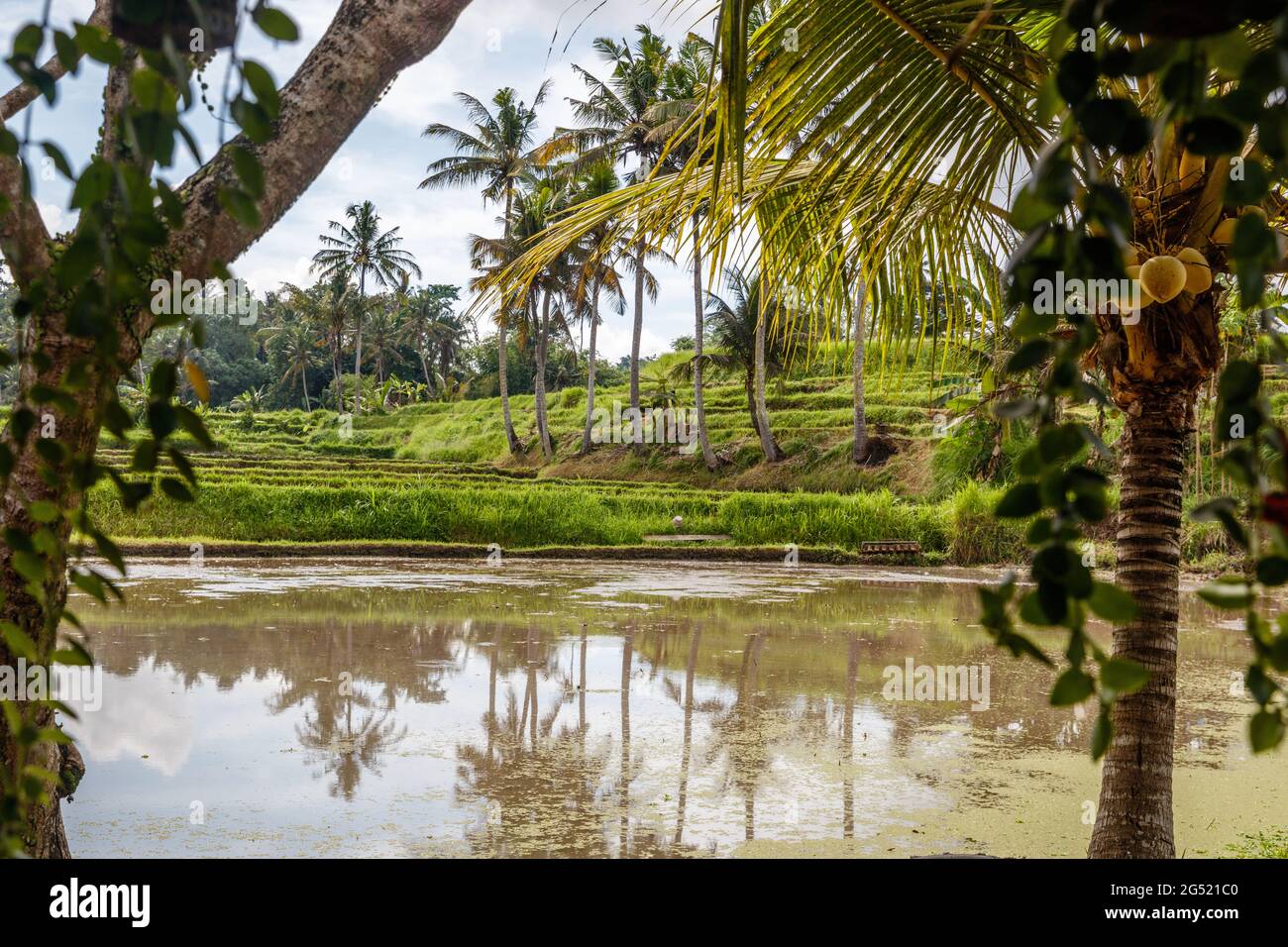Flooded rice field at Yeh Pulu - Ancient relief in Desa Bedulu, Kabupaten Gianyar, Bali, Indonesia. Stock Photo