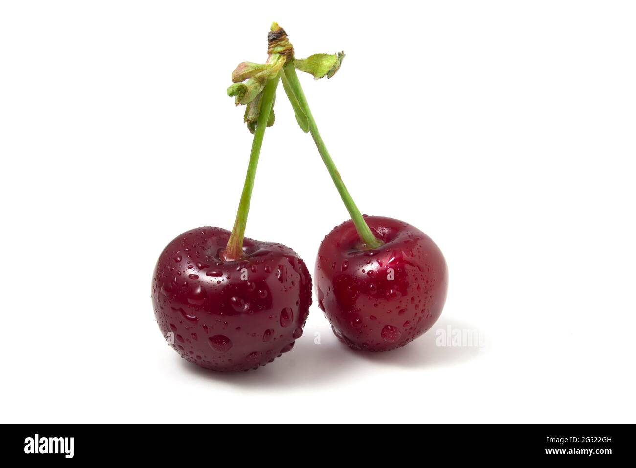 Isolated on white cherries with dew drops. Two ripe berries. Freshness of summer fruits in the frame Stock Photo