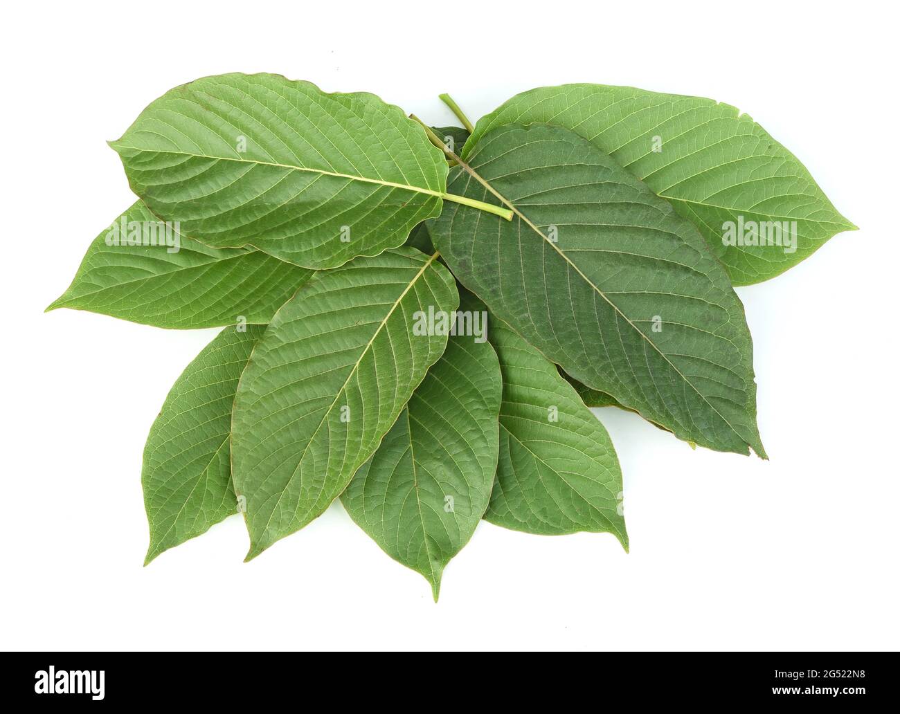 Mitragyna speciosa,kratom leaves isolated on white background Stock Photo