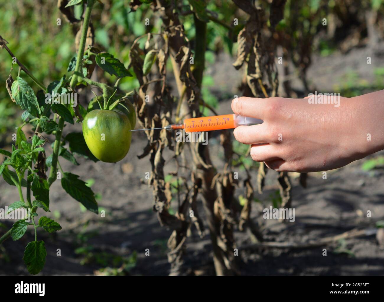 Tomato plant fungal disease treatment concept. Injecting chemicals into an infected tomato. GMO, transgenic tomato concept. Stock Photo