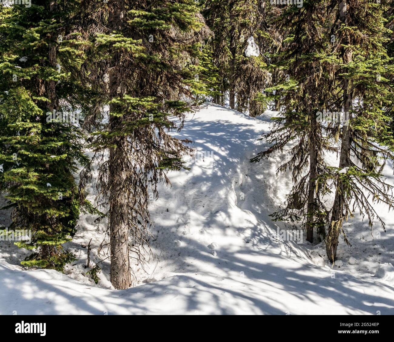 evergreen trees in a winter forest with fresh snow during sunny day Stock Photo