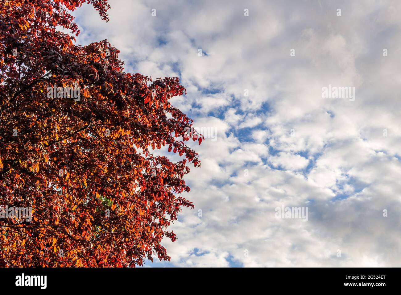 Autumn tree with red leaves against cloudy sky background Stock Photo