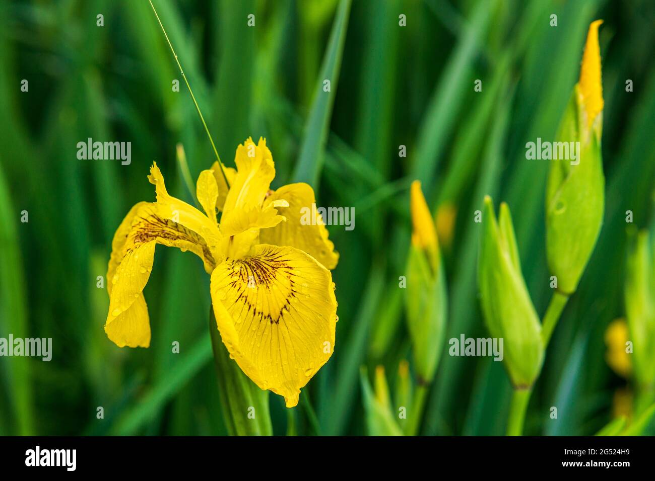 Closeup of fresh yellow irises flower on green background Stock Photo