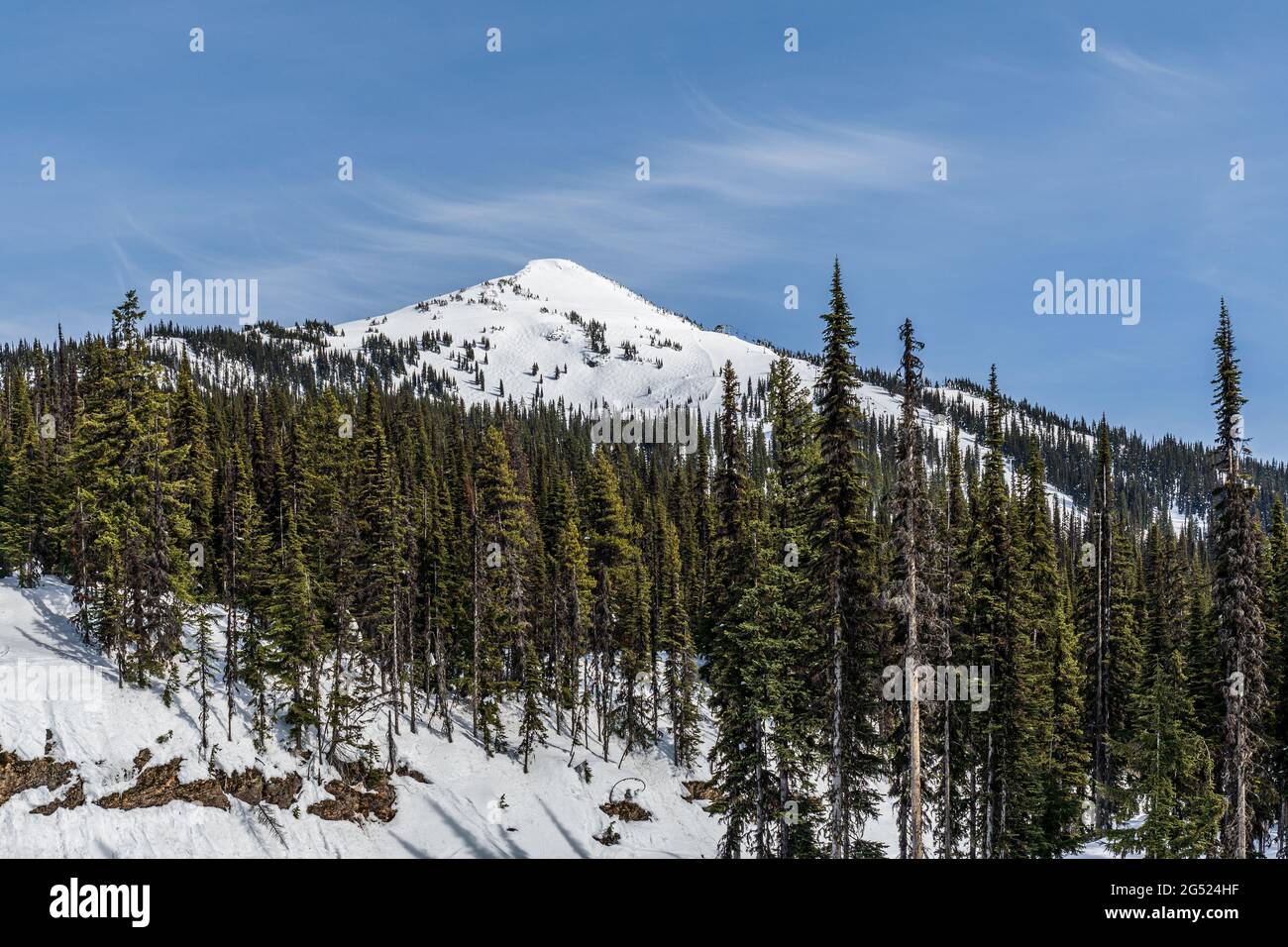 evergreen forest at mountain peak under snow spring time. Stock Photo