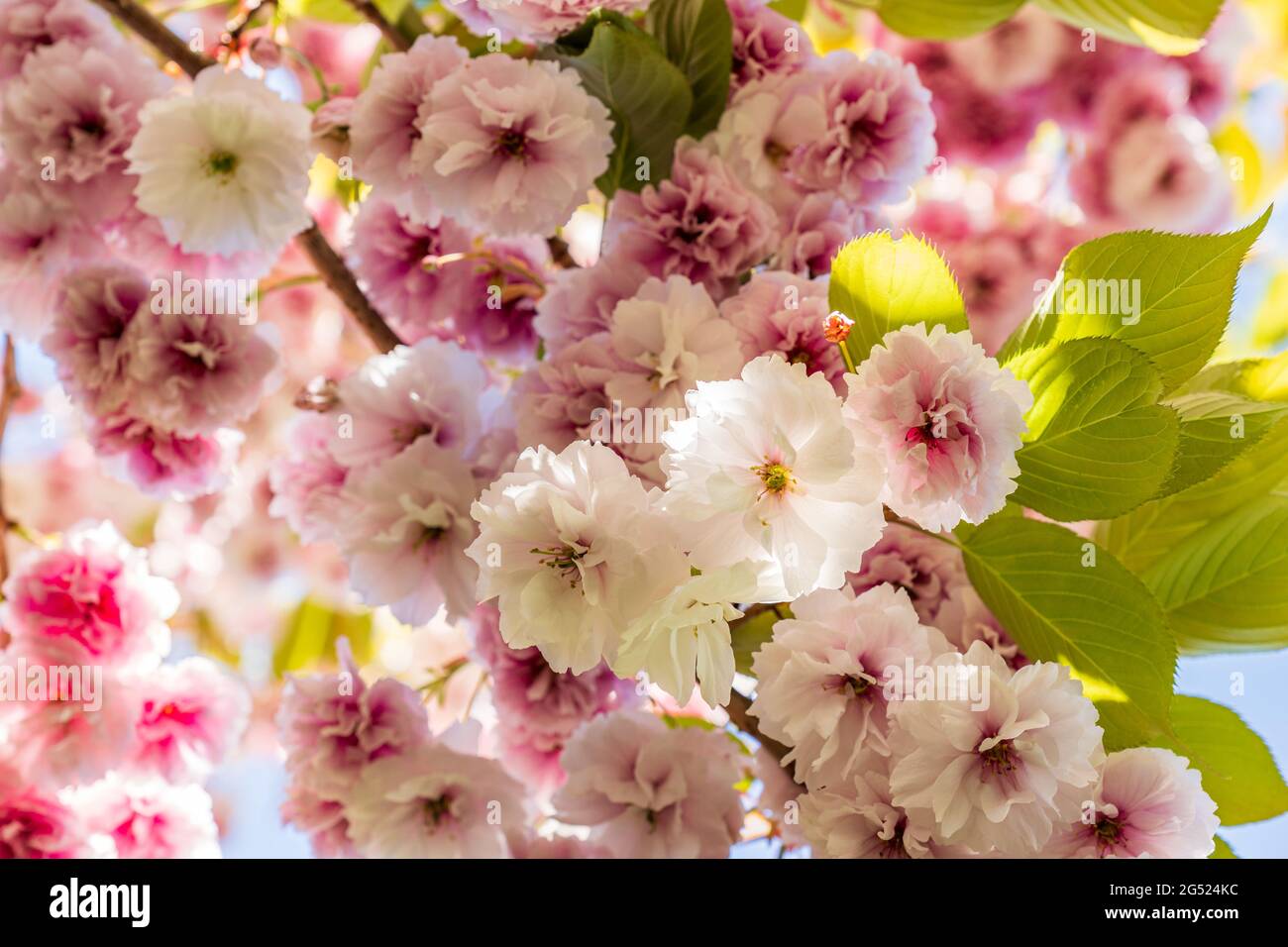 Blossoming fruit tree with white pink looking up background Stock Photo