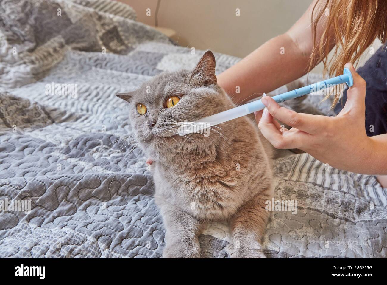 Teenage girl administers syringe medication to shorthaired gray British