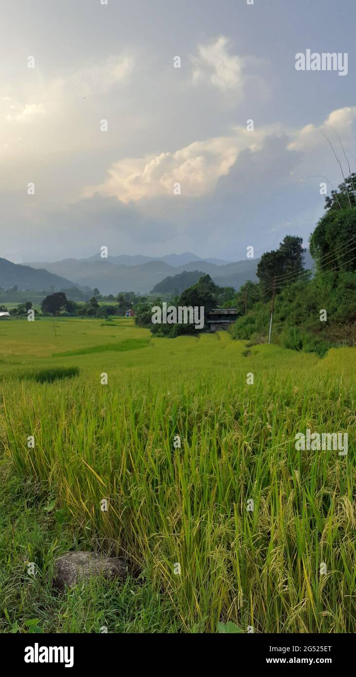 Natural beauties hi-res stock photography and images - Alamy