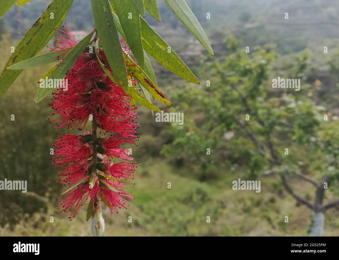 Beautiful flower collections (clover, rose and brinjal Stock Photo Alamy