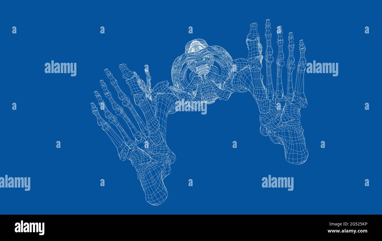 Human skeleton. Vector Stock Vector Image & Art - Alamy