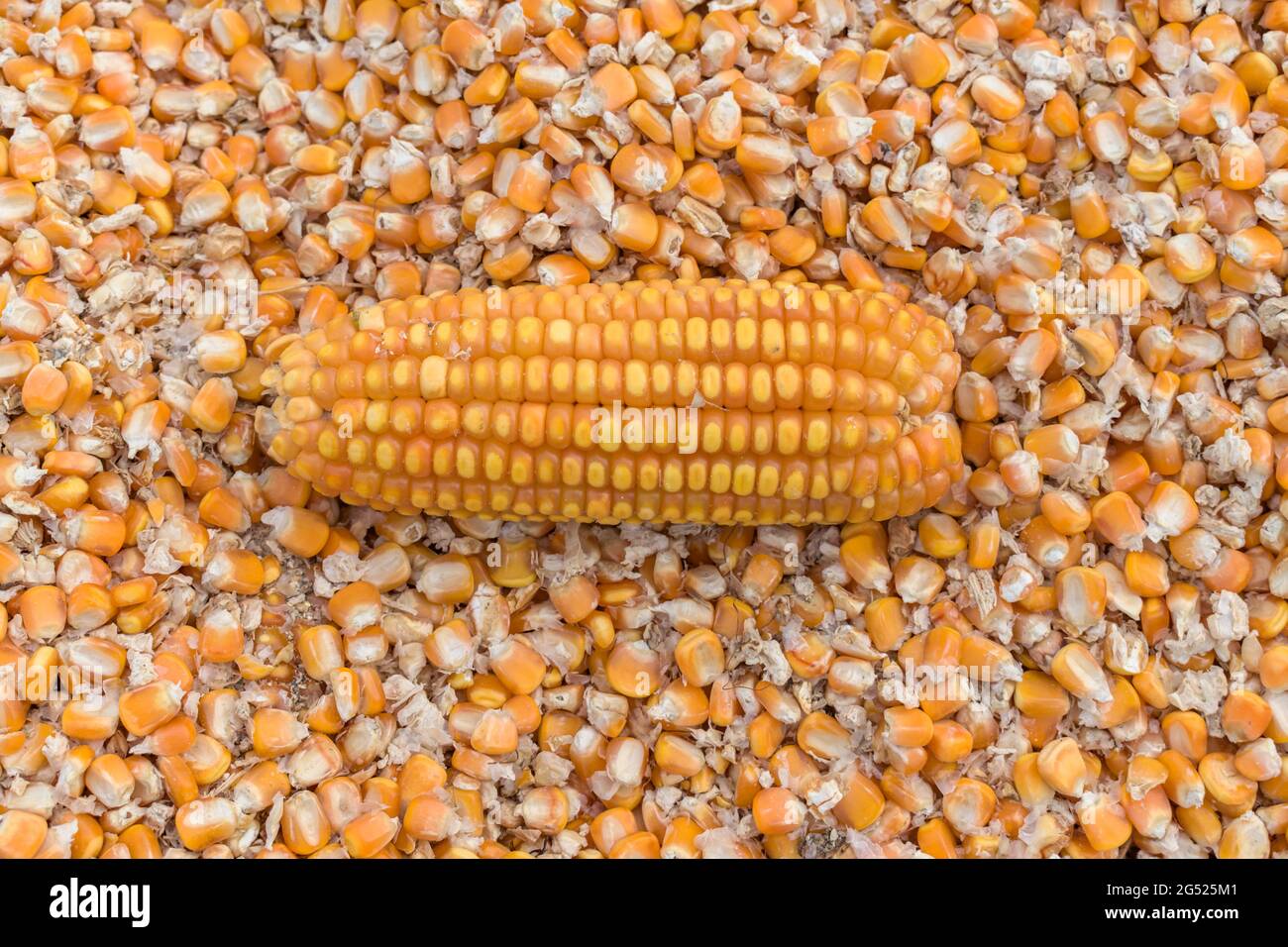 Fresh farm produce of organic corn cob or maize kernel lying on background of its separated grains for moisture removal during harvesting season. Stock Photo