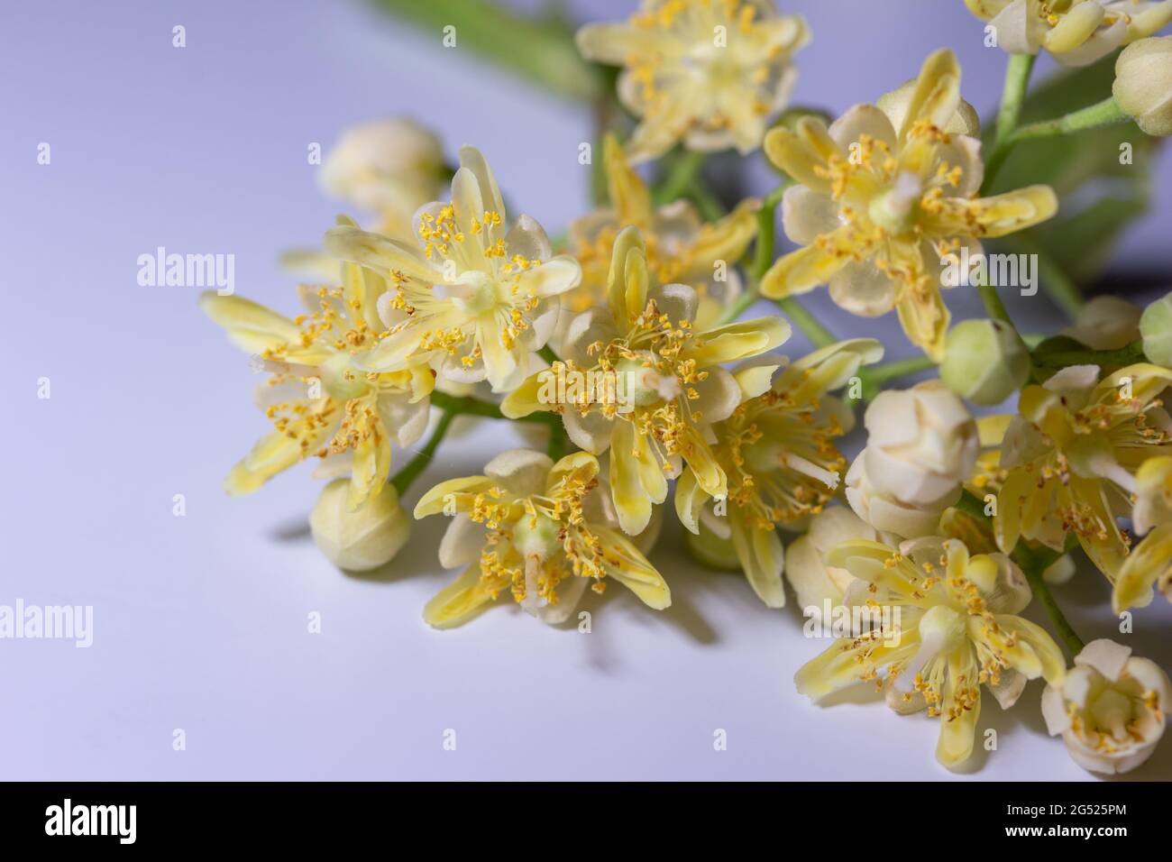 Macro abstract studio view of a cluster of flower blossoms and buds from an American Linden tree (tilia Americana), with white background Stock Photo