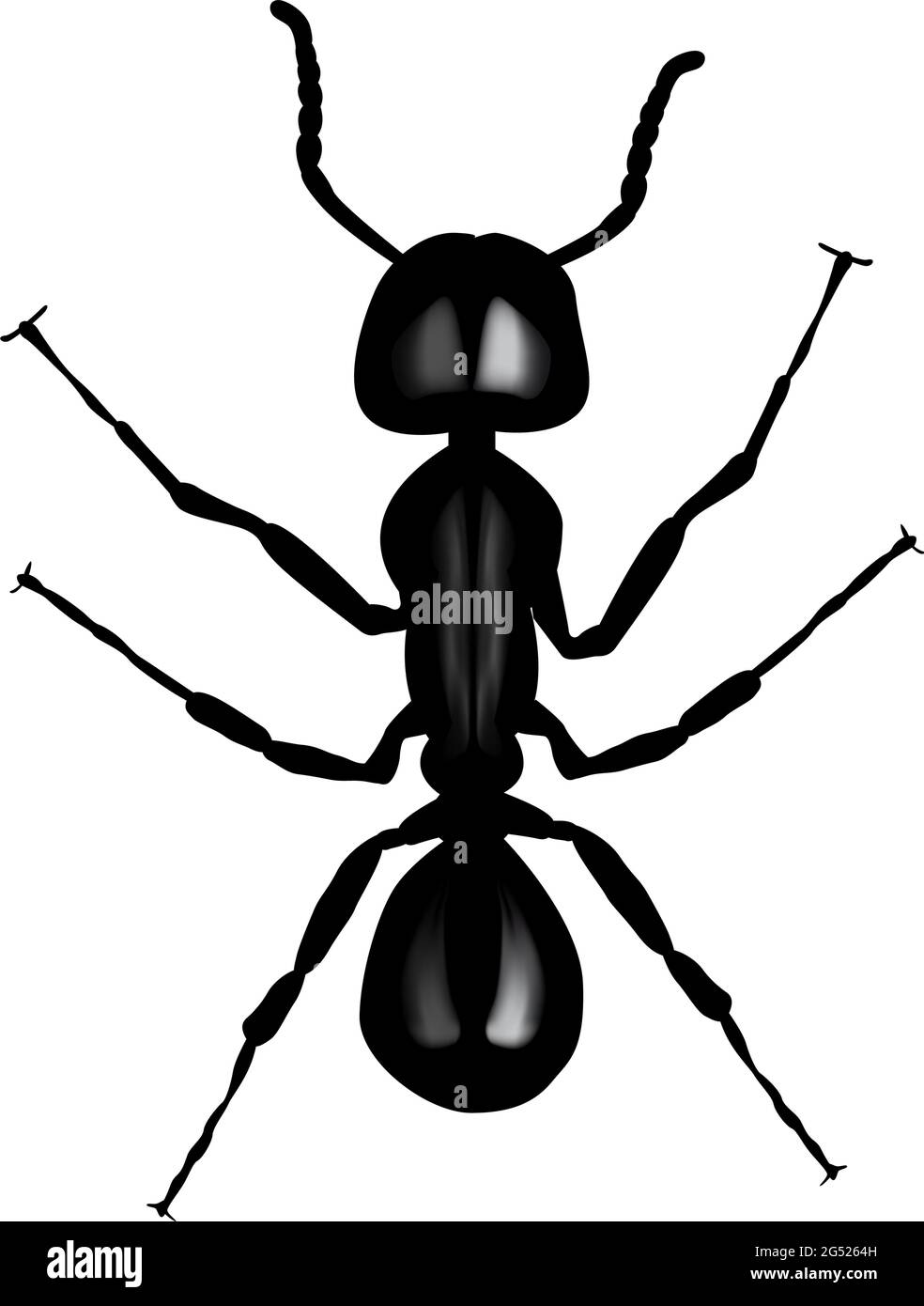 Black ant. Vector illustration on white background Stock Vector