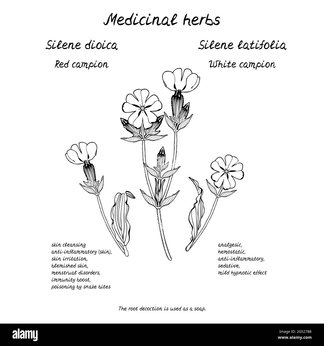 Line art illustration of hand drawn medicinal herb campion flower with information about health benefits text. Stock Vector