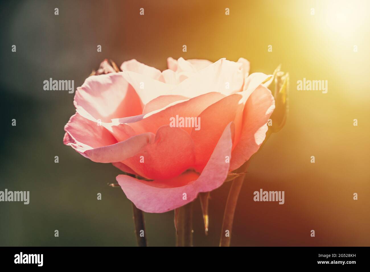Pink rose lit by morning sun background Stock Photo