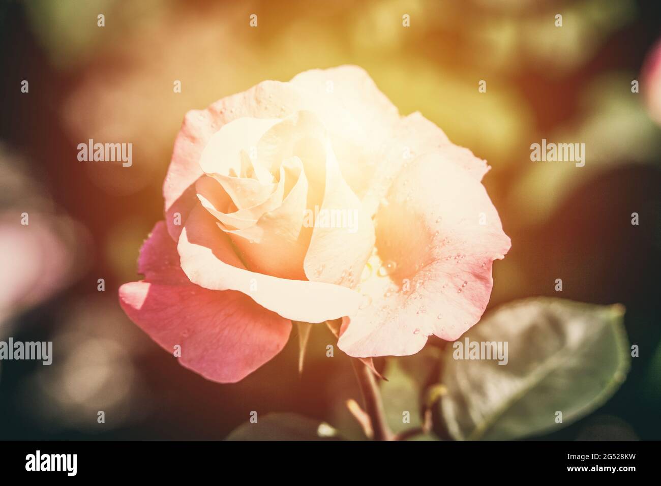 Pink rose toned background with sun effect Stock Photo