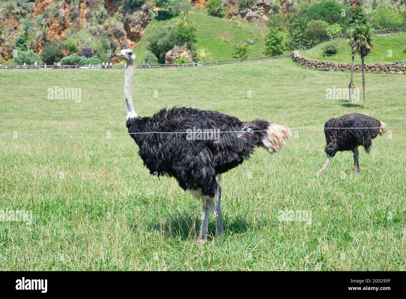 Ostriches in Cabarceno Natural Park in Cantabria, Spain. Stock Photo