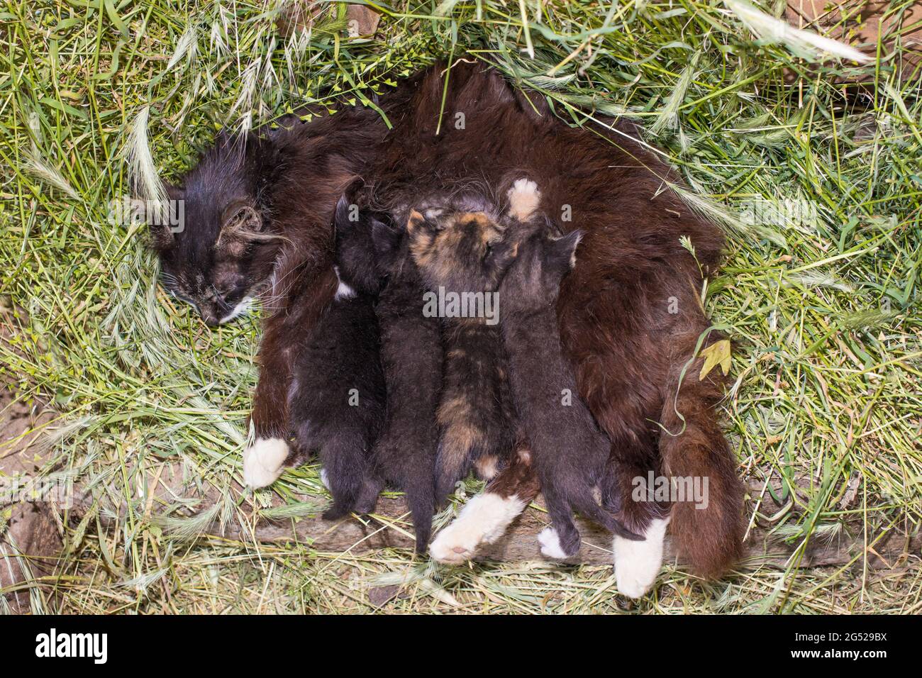 Suck nipple hires stock photography and images Alamy