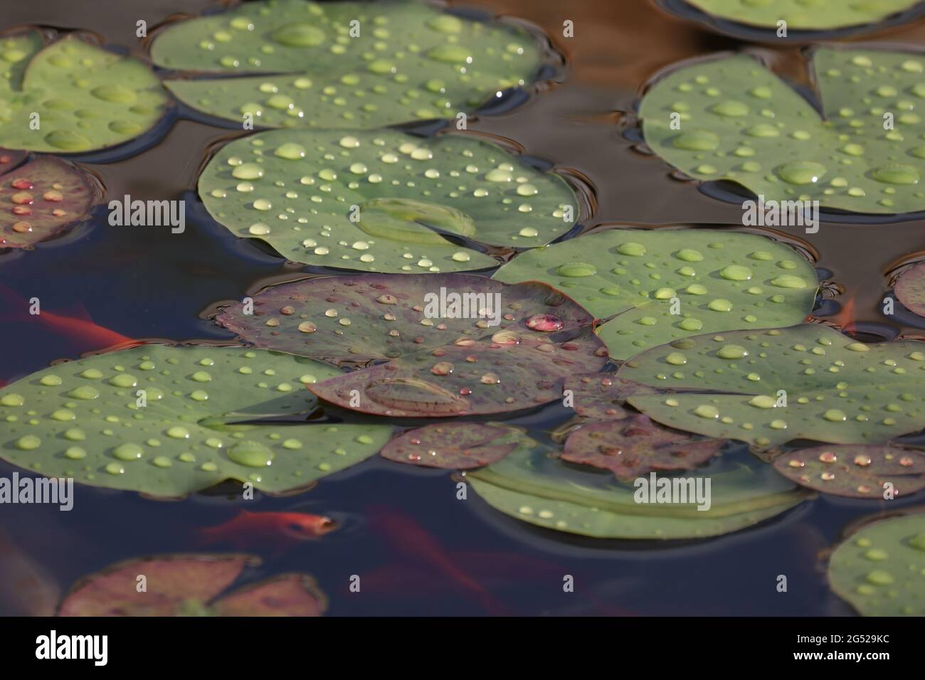 Beautiful water lily leaves in large drops of water. Stock Photo