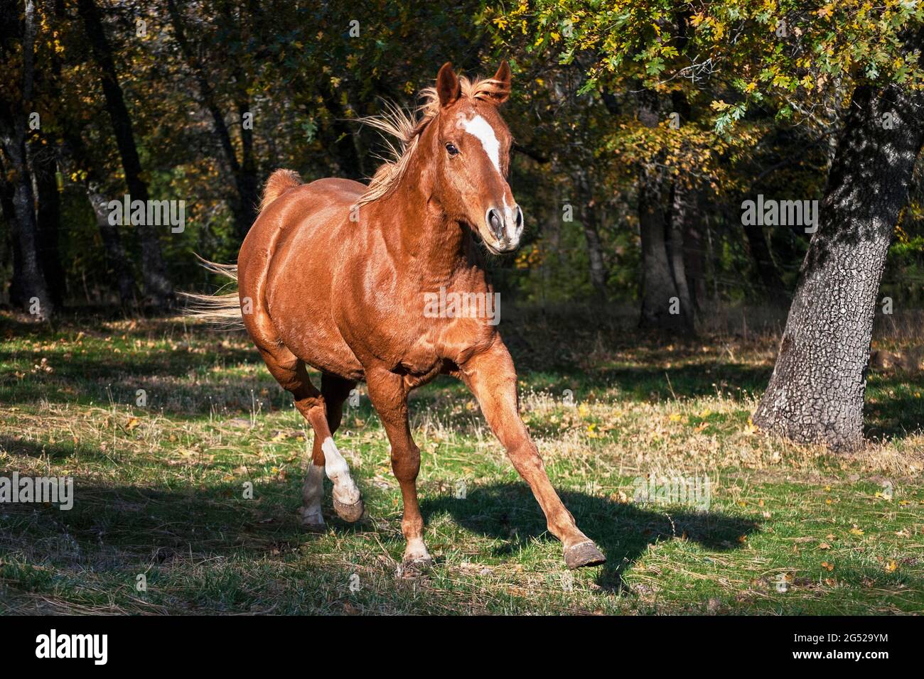 a lovely chestnut sorrel arabian horse trotting toward the camera in a sunlit clearing in a natural oak woodland forest Stock Photo