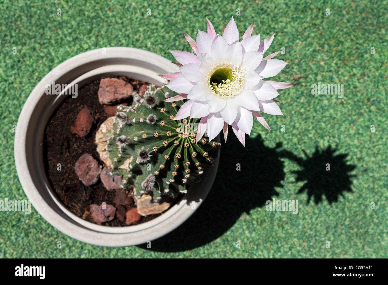 one exquisite white and pink echinopsis night blooming cactus flower rises high above the ugly thorny cactus plant in a pot on a blurry green lawn Stock Photo
