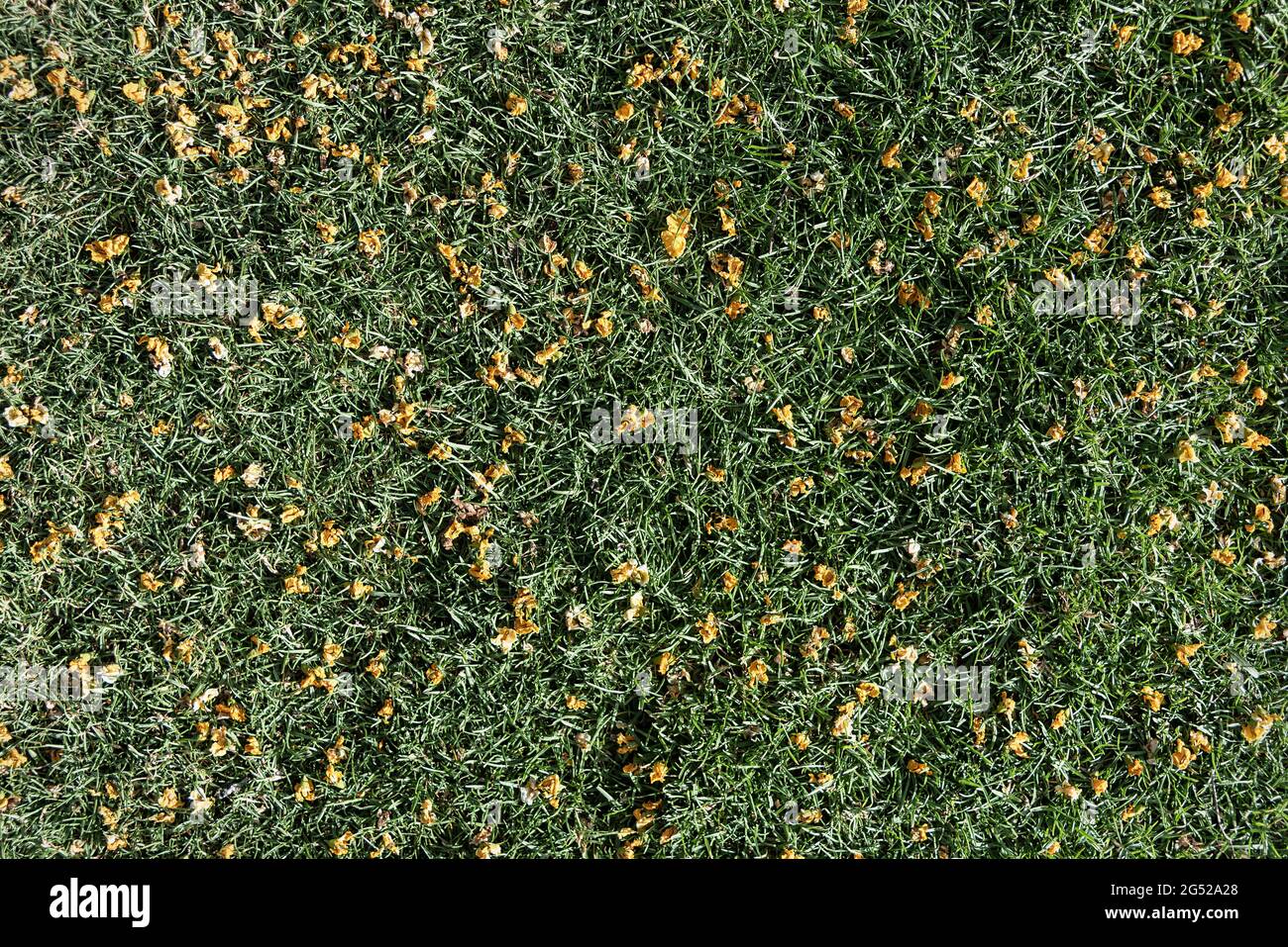 closeup of an emerald green dwarf st augustine grass lawn with the yellow flowers of a tipa tree scattered all over Stock Photo