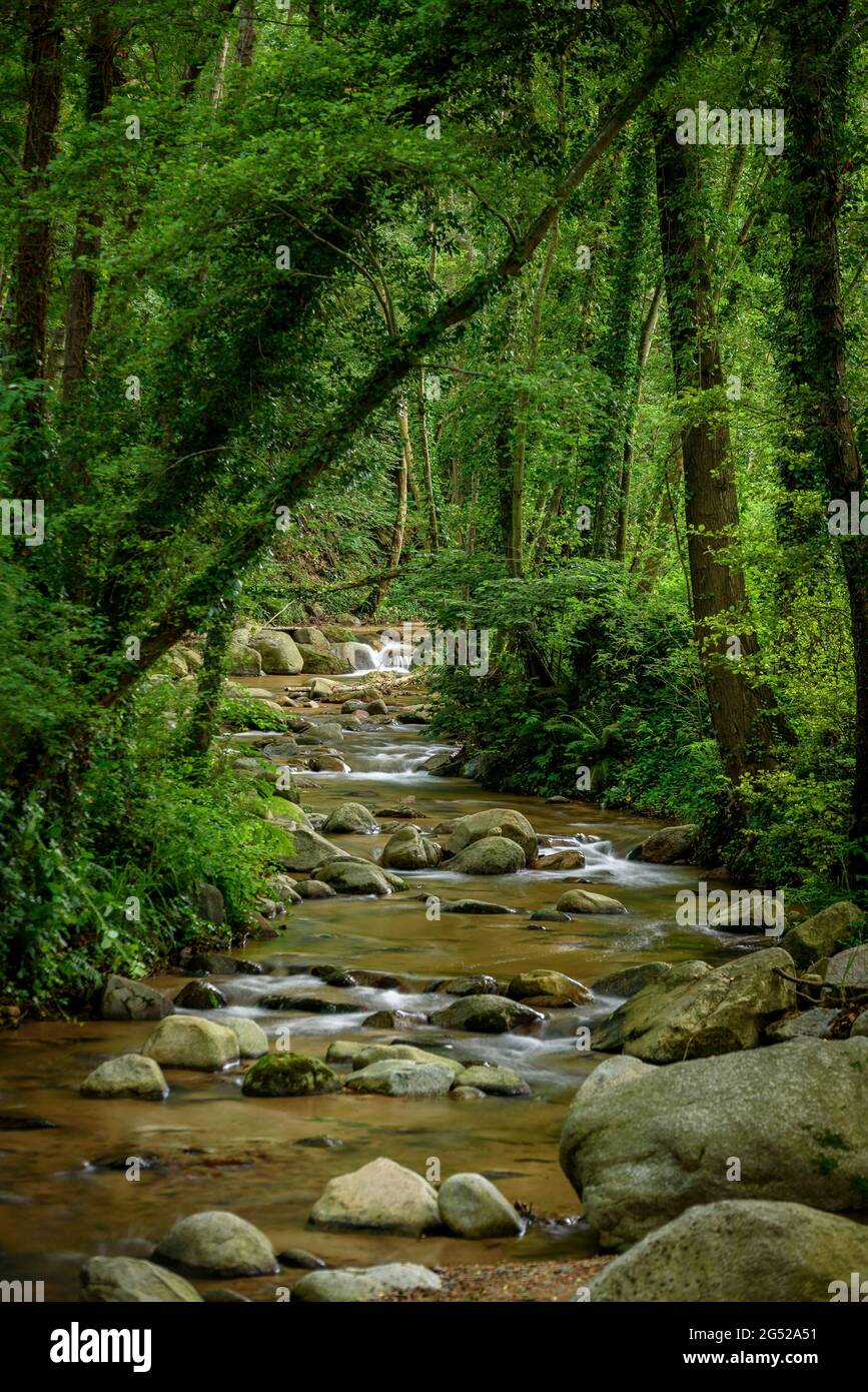Riera d'Arbúcies (Arbúcies stream) in spring (La Selva, Montseny ...