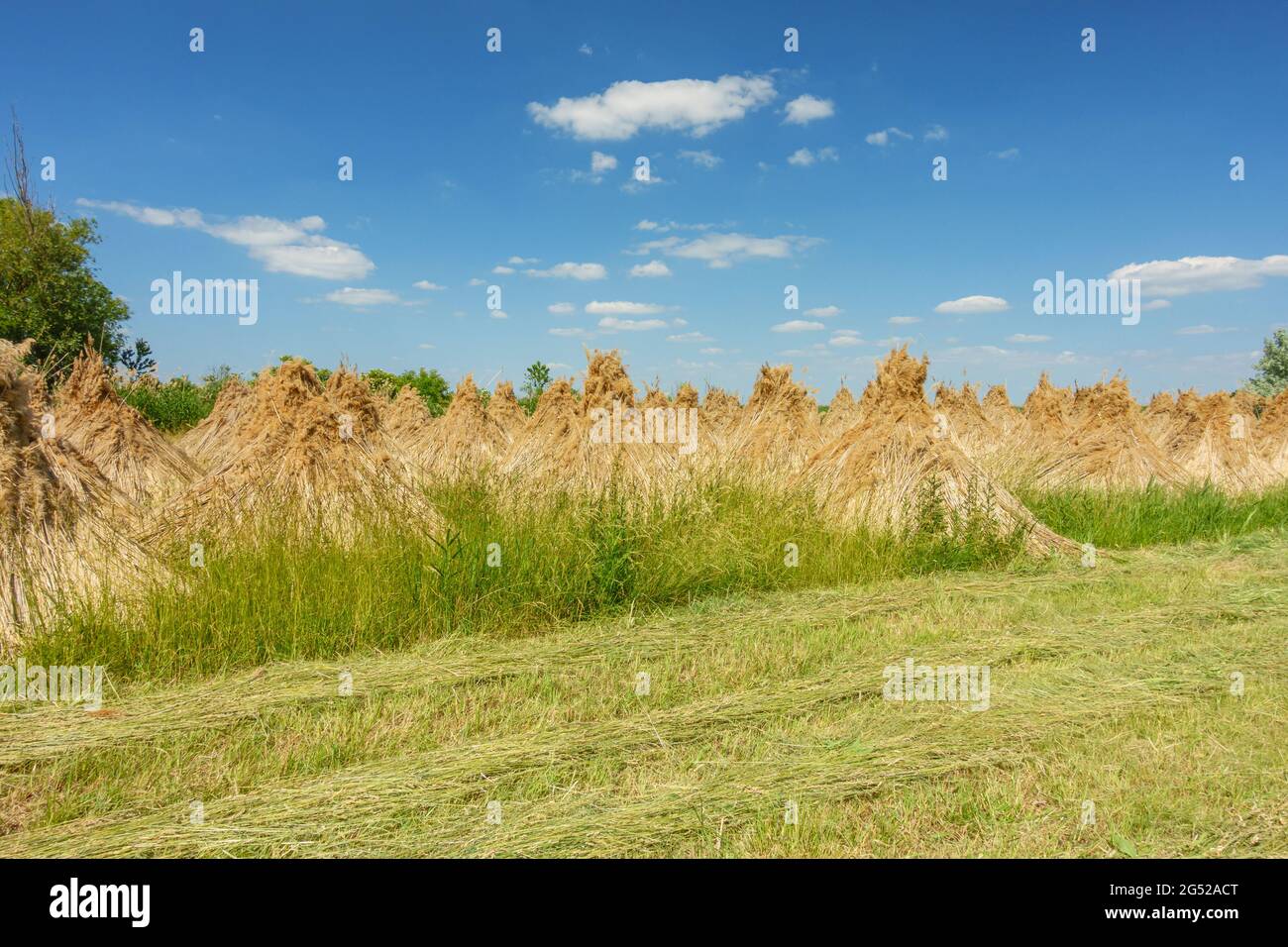 Drying reeds near Neusiedler See lake in the Burgenland Austria Stock Photo