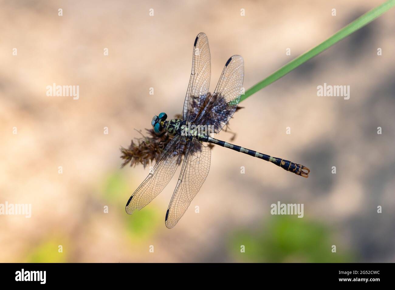 Onychogomphus forcipatus Green-eyed Hook-tailed Dragonfly perched in closeup Stock Photo