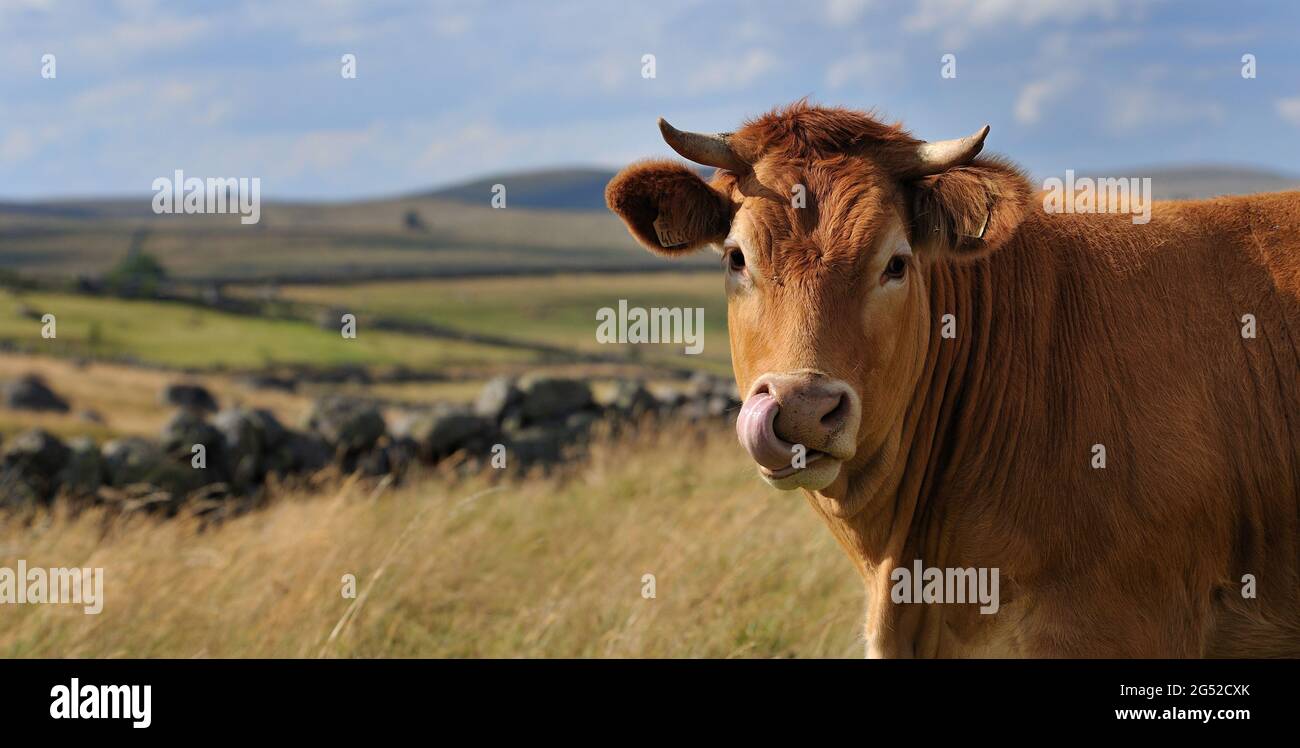 FRANCE. LOZERE (48) AUBRAC, YOUNG VEAL Stock Photo Alamy