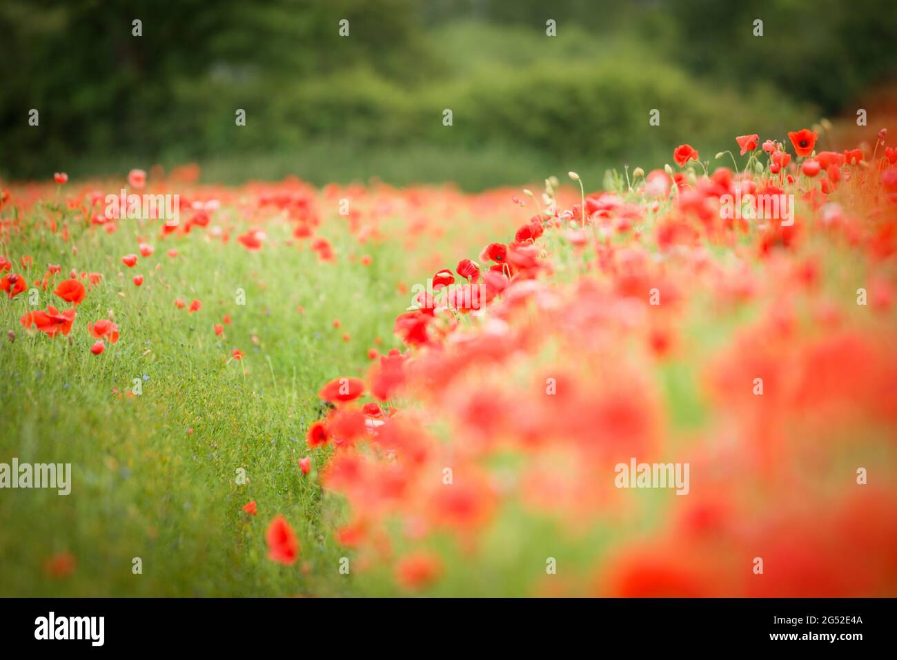 Wonderful field of poppies in Yorkshire Stock Photo