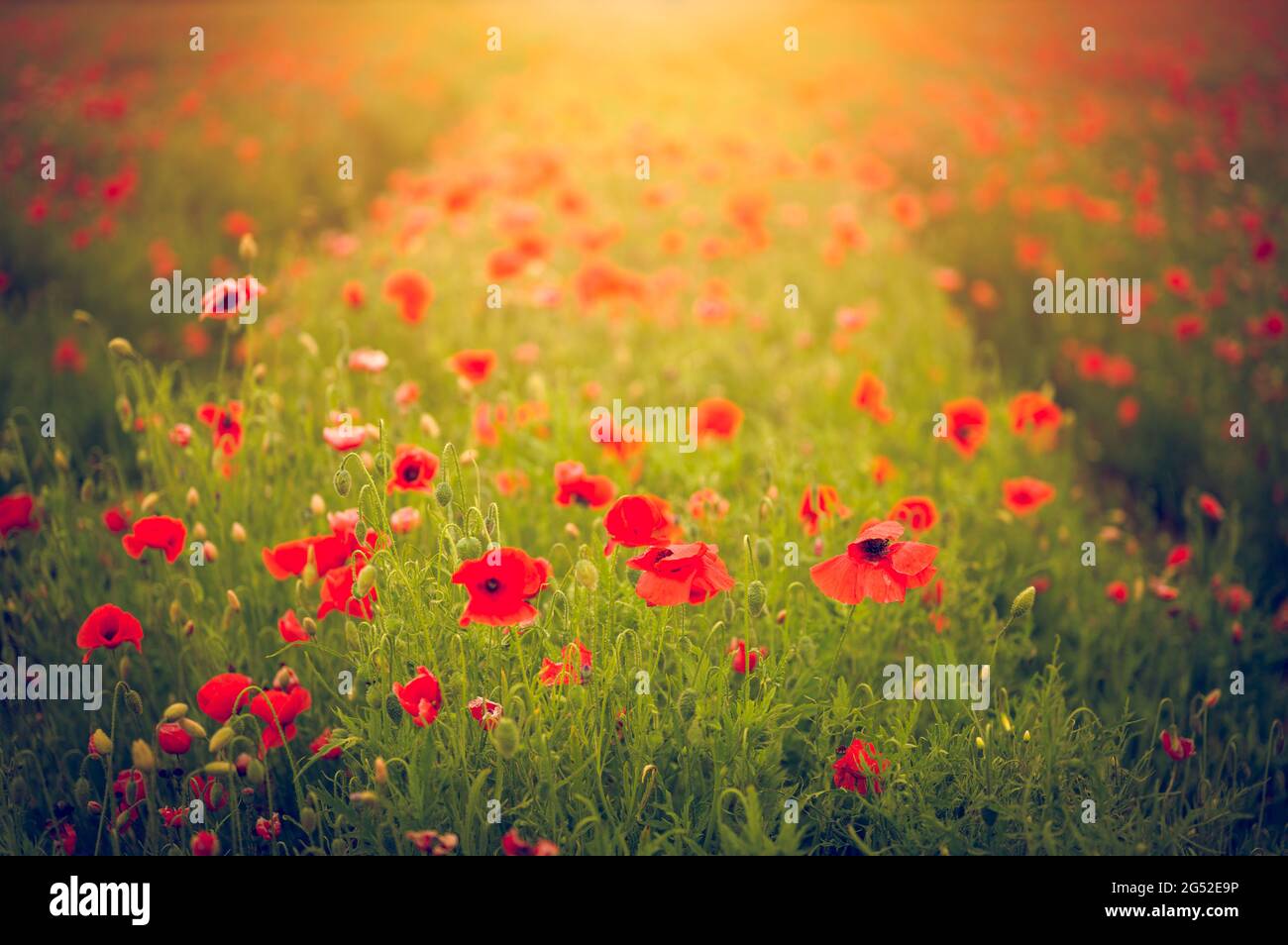 Wonderful field of poppies in Yorkshire Stock Photo