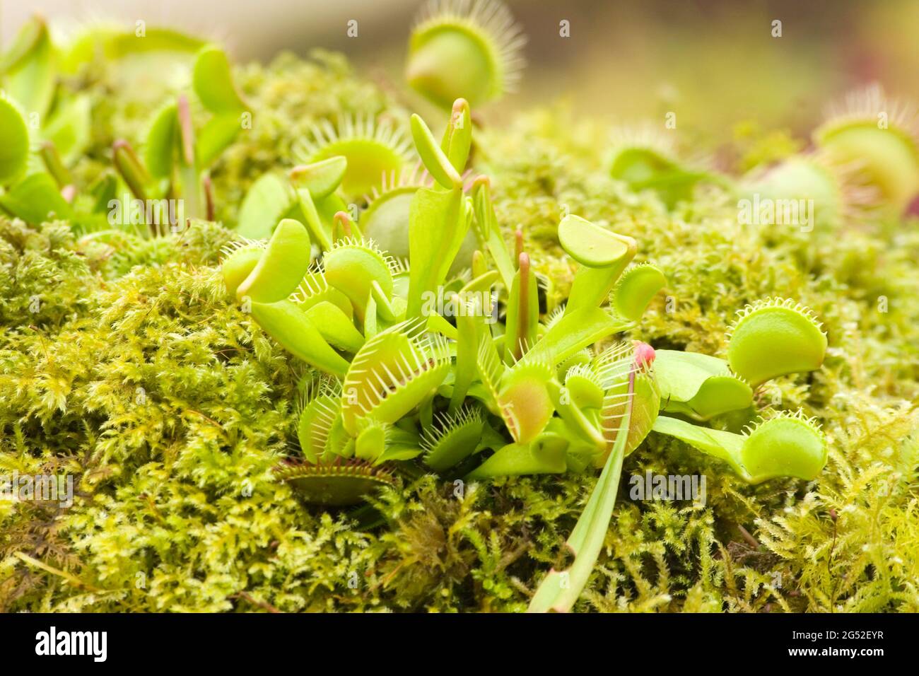 Dionaea muscipula - Venus Flytrap Stock Photo