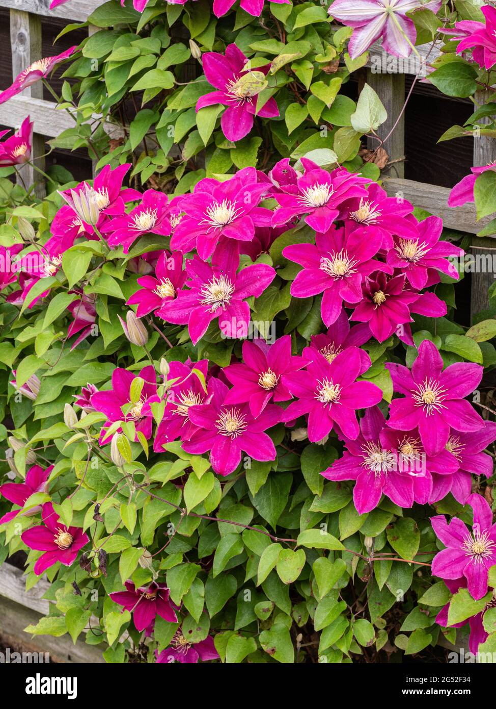 A garden trellis covered by a Clematis Boulevard Acropolis in full flower Stock Photo