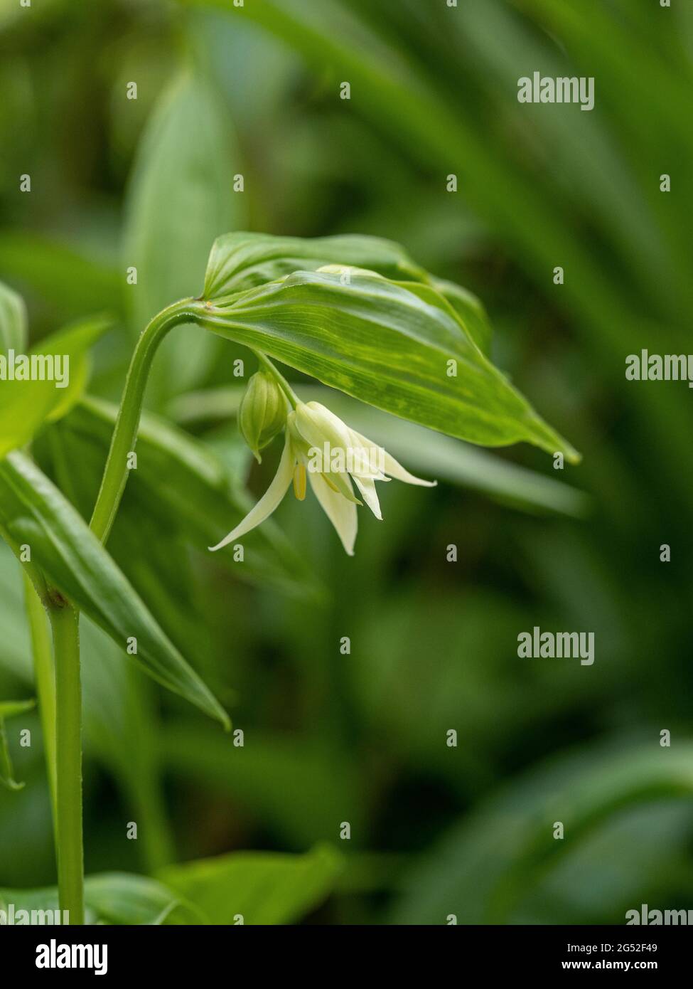 A close up of a single pale yellow flower of Disporum viridescens Stock Photo