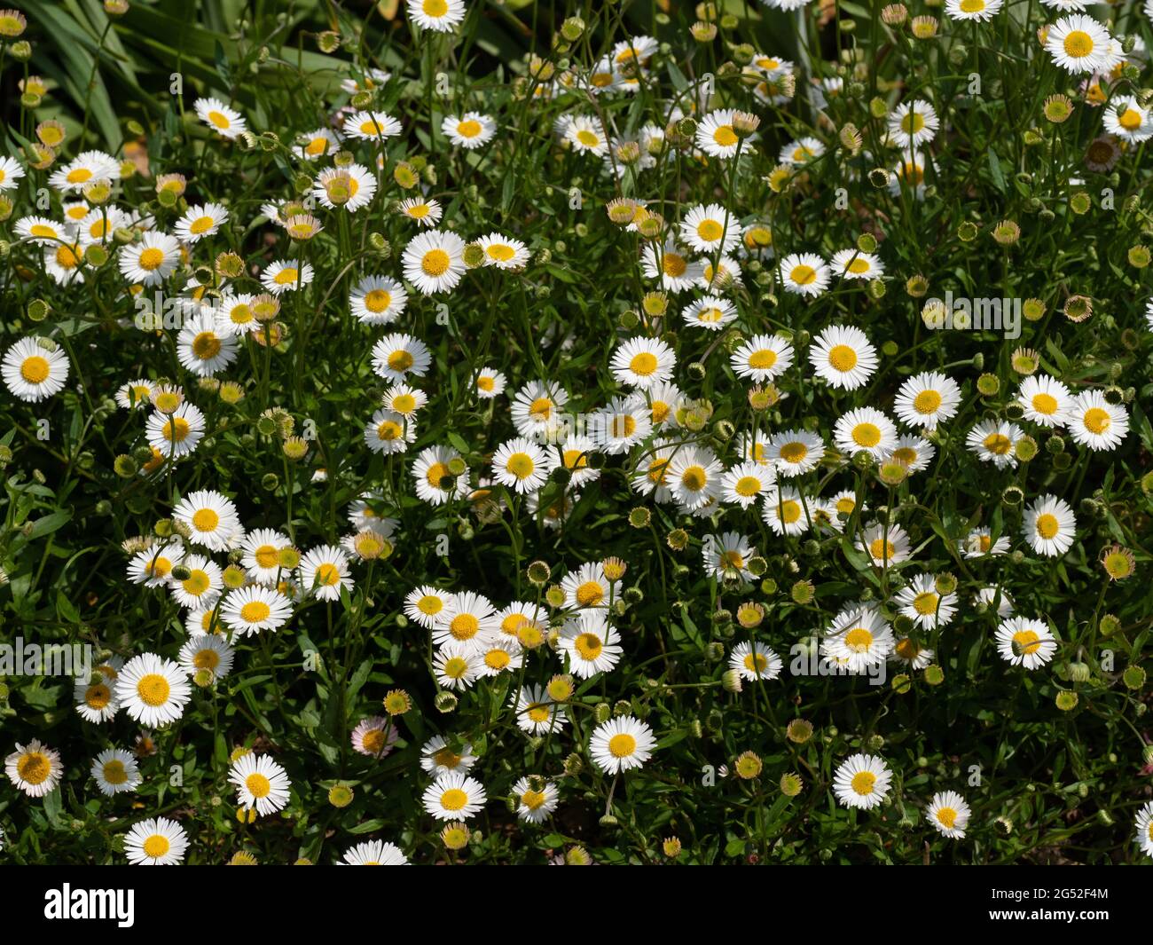 A large group of the white and yellow daisy flowers of Erigeron karvinskianus Stock Photo