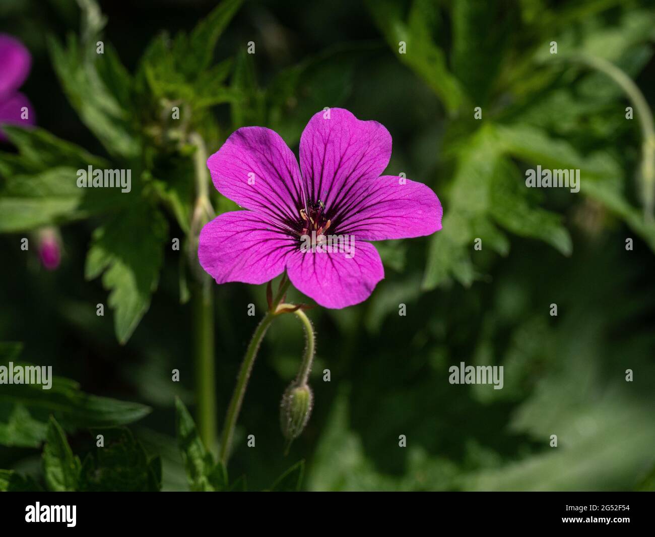 A close up of a single magenta flower of the Geranium Patricia Stock Photo