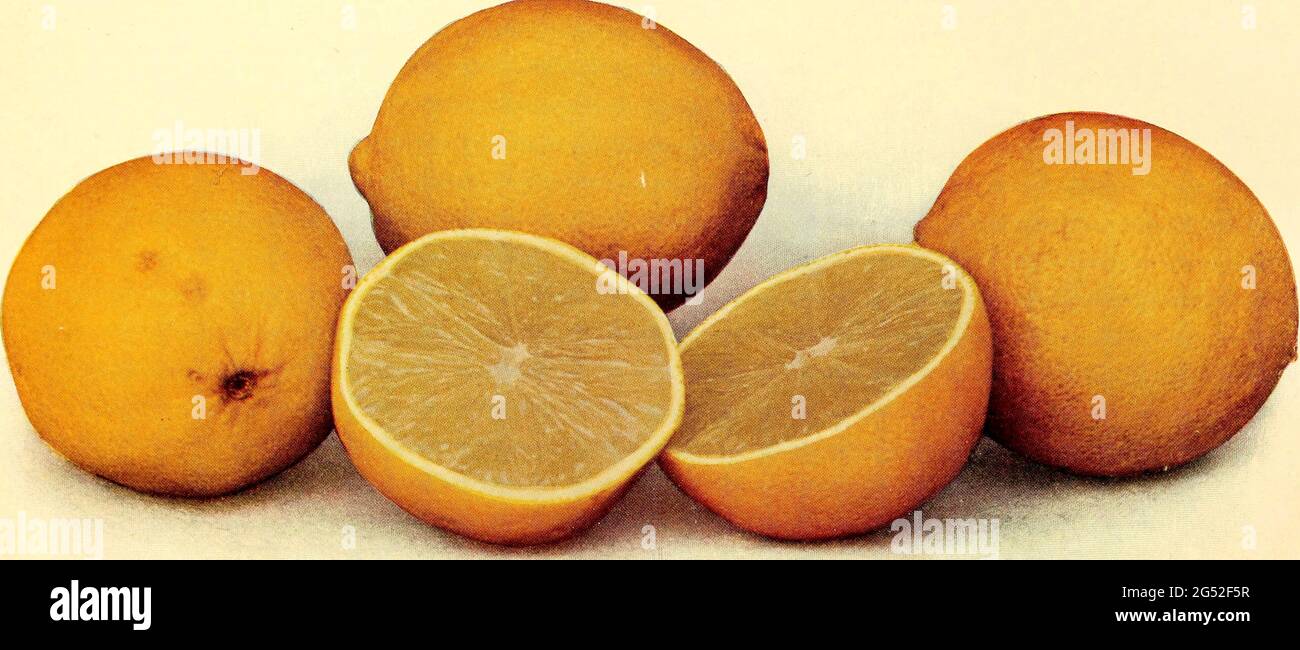 Vintage citrus print from 1904 Stock Photo Alamy