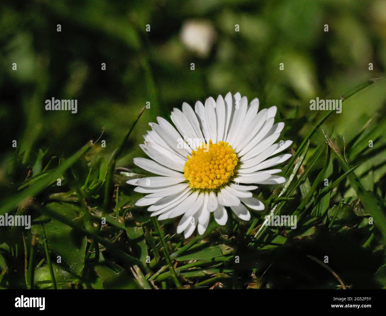 A close up of a single white and yellow flower of the common lawn daisy Bellis perennis Stock Photo