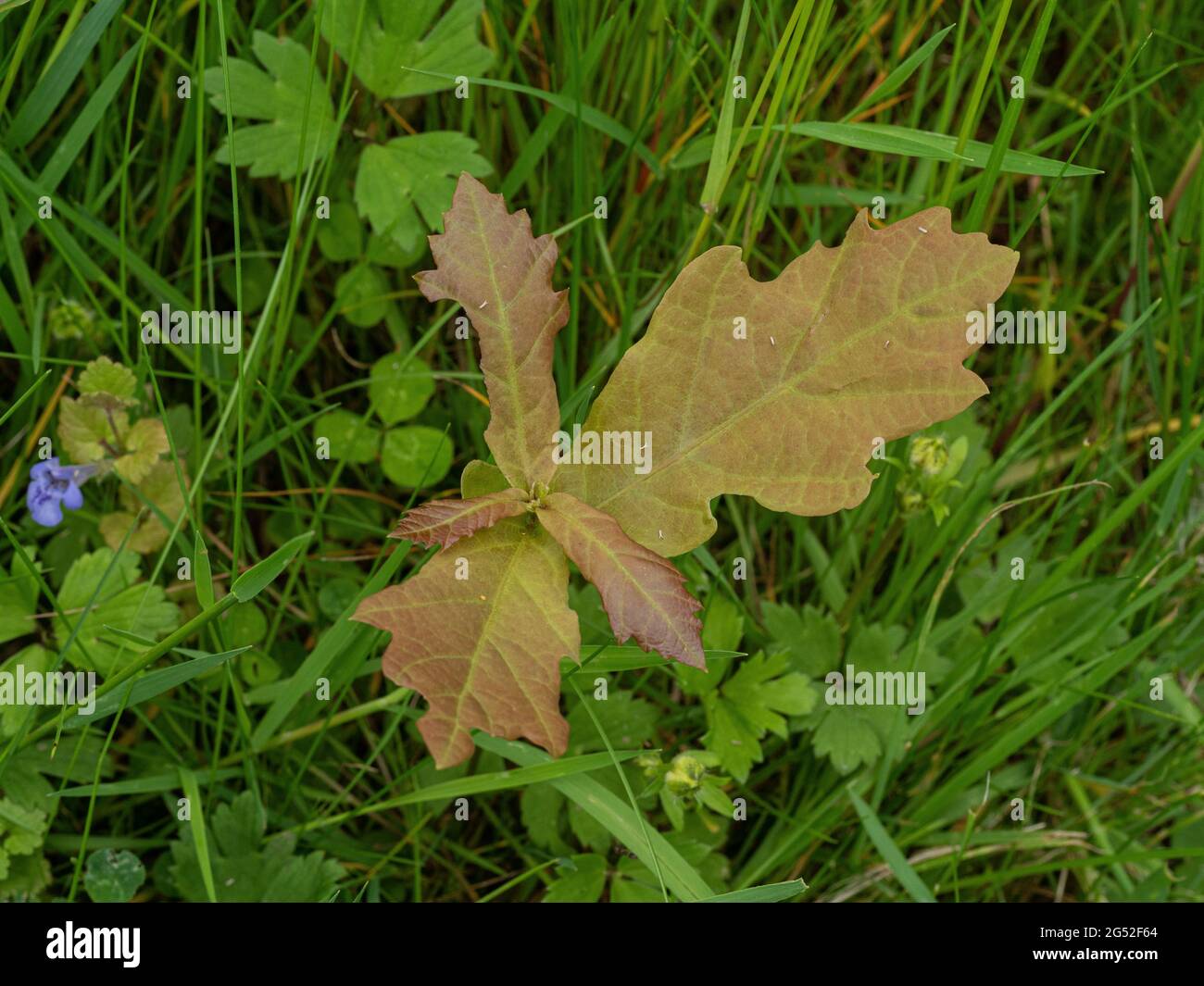 A close up of a young oak seedling growing through a mixed grass background Stock Photo