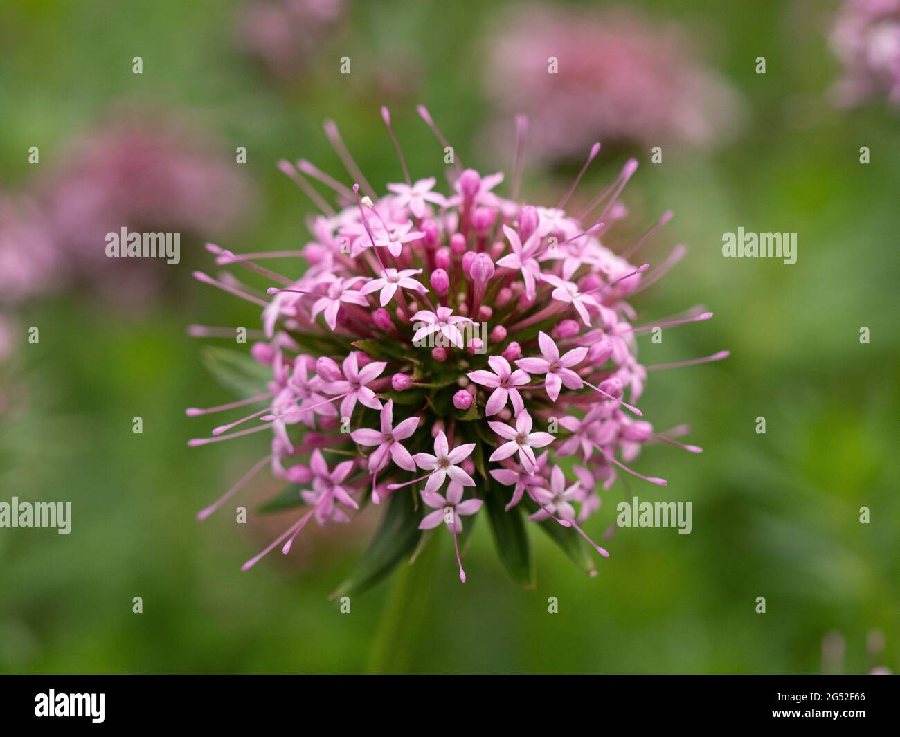 A close up of a single pink flowerhead of Phuopsis stylosa Stock Photo
