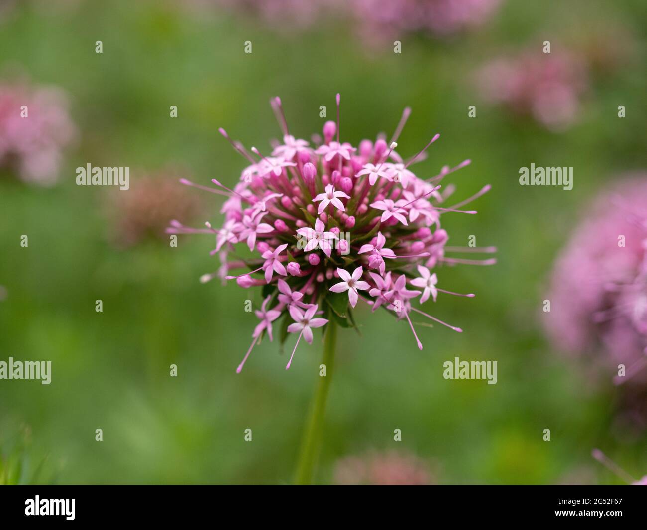 A close up of a single pink flowerhead of Phuopsis stylosa Stock Photo