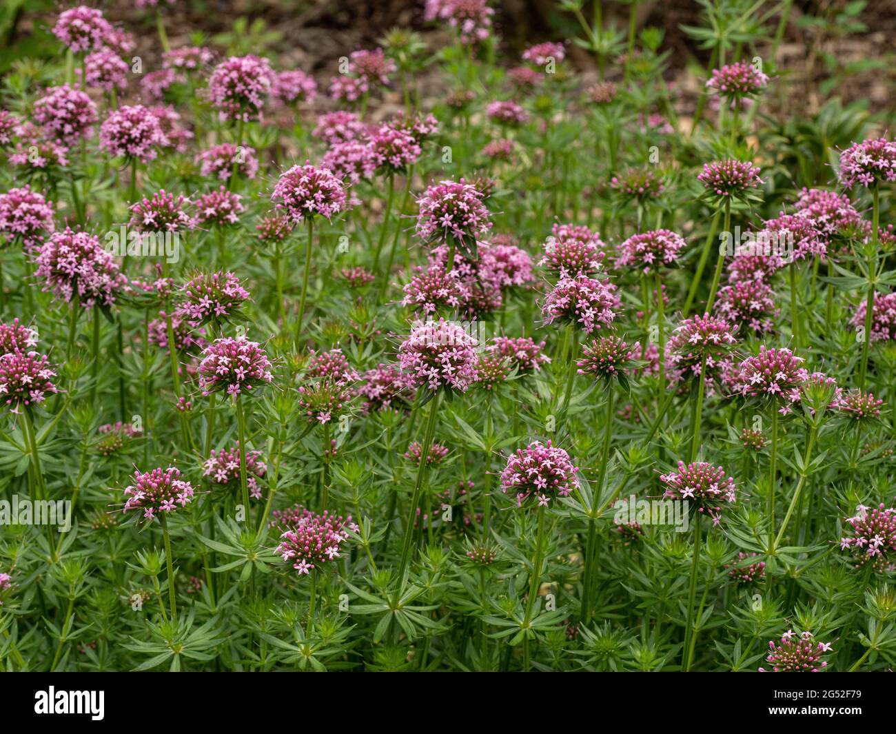 A clump of the groundcover plant Phuopsis stylosa covered with pink flowerheads Stock Photo