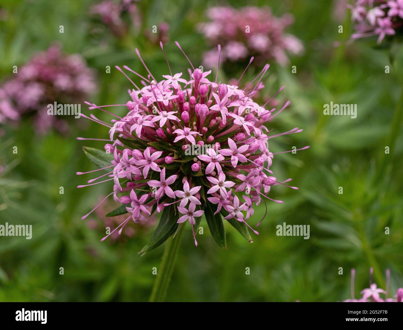 A close up of a single pink flowerhead of Phuopsis stylosa Stock Photo