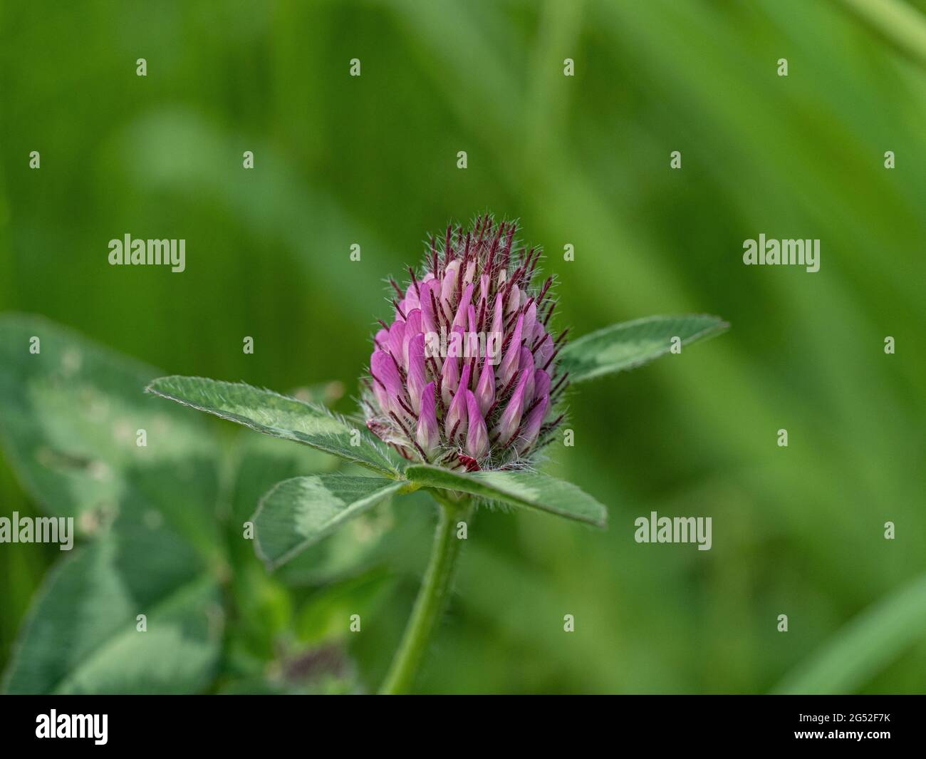A close up of s single flowerhead of red clover Trifolium pratense Stock Photo