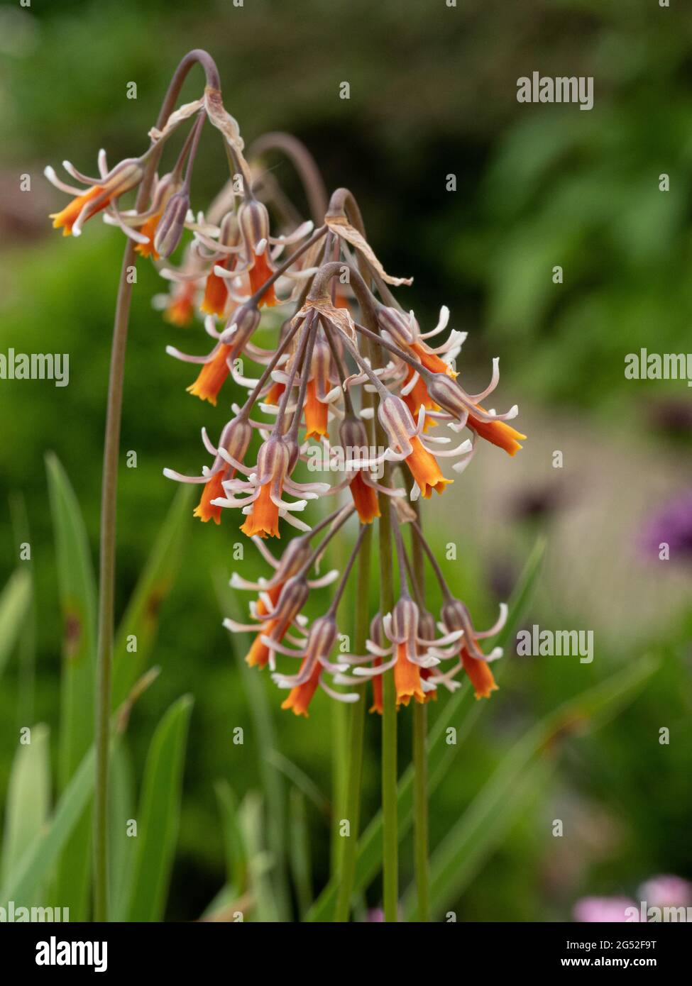 A close up of a group of the orange and white flowers of Tulbaghia capensis Stock Photo