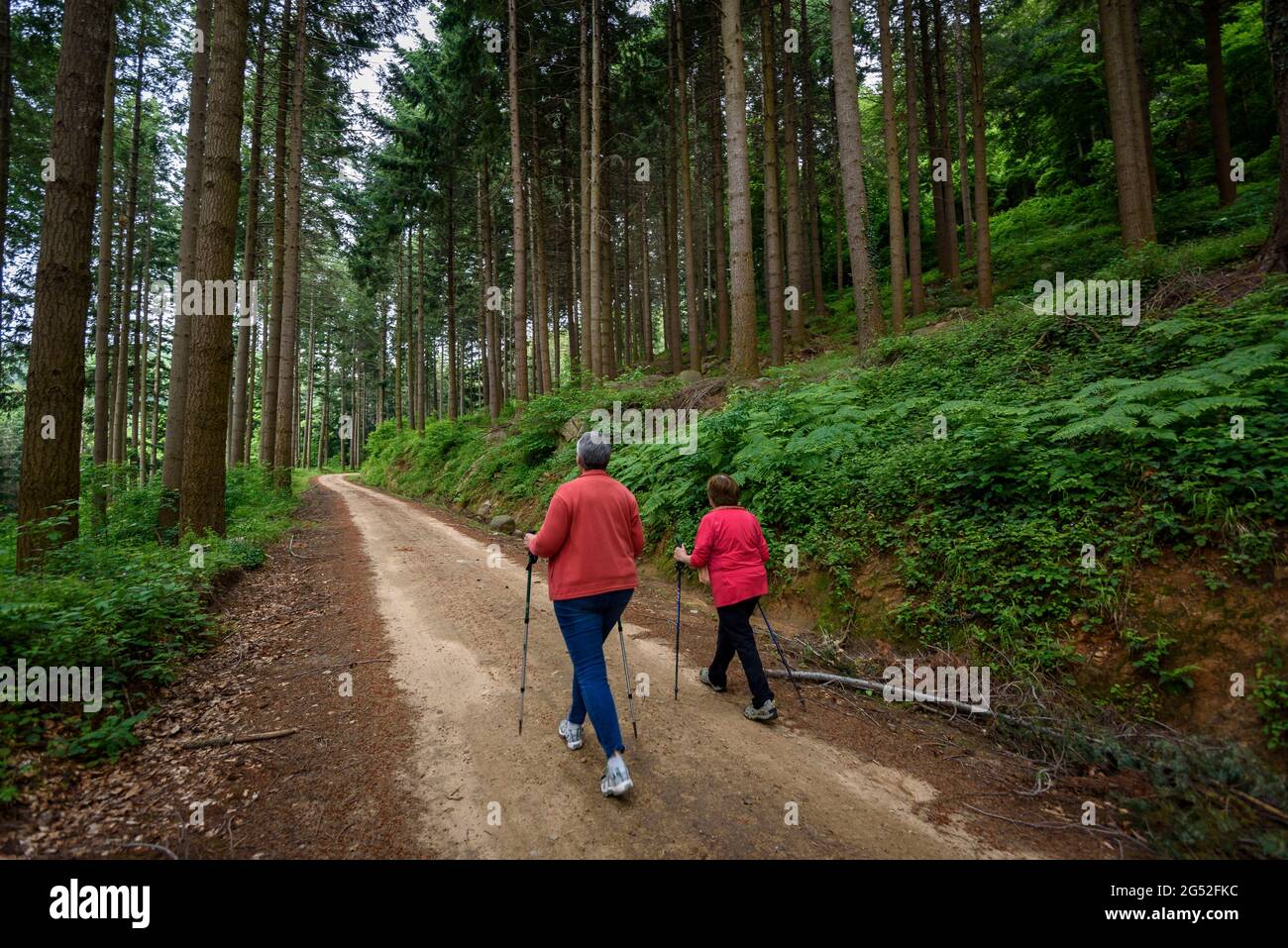 Hikers walking through the forest near Coll de Te del Montseny (La Selva, Catalonia, Spain) ESP: Senderistas andando en el bosque cerca del Coll de Te Stock Photo